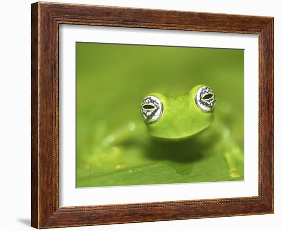 Ghost Glass Frog, Costa Rica-Edwin Giesbers-Framed Photographic Print