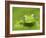 Ghost Glass Frog, Costa Rica-Edwin Giesbers-Framed Photographic Print