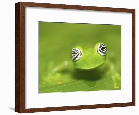 Ghost Glass Frog, Costa Rica-Edwin Giesbers-Framed Photographic Print