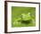 Ghost Glass Frog, Costa Rica-Edwin Giesbers-Framed Photographic Print