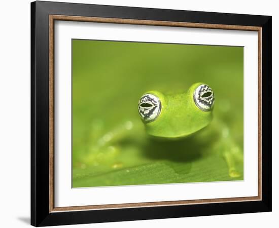 Ghost Glass Frog, Costa Rica-Edwin Giesbers-Framed Photographic Print