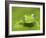 Ghost Glass Frog, Costa Rica-Edwin Giesbers-Framed Photographic Print