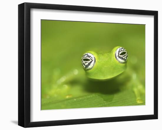 Ghost Glass Frog, Costa Rica-Edwin Giesbers-Framed Photographic Print