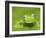 Ghost Glass Frog, Costa Rica-Edwin Giesbers-Framed Photographic Print