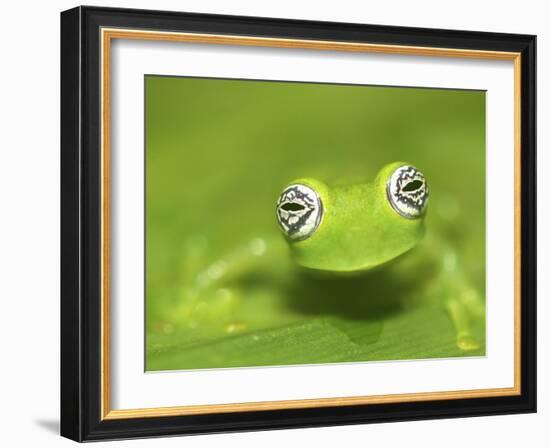 Ghost Glass Frog, Costa Rica-Edwin Giesbers-Framed Photographic Print