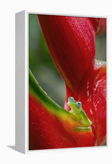 Ghost Glass Frog, Costa Rica-Adam Jones-Framed Premier Image Canvas