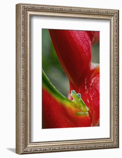 Ghost Glass Frog, Costa Rica-Adam Jones-Framed Photographic Print