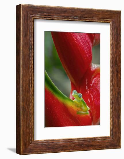 Ghost Glass Frog, Costa Rica-Adam Jones-Framed Photographic Print