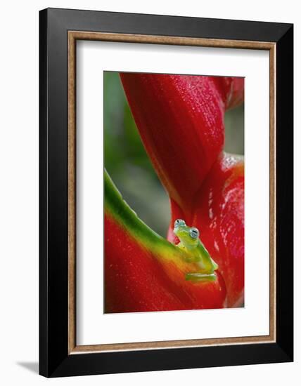 Ghost Glass Frog, Costa Rica-Adam Jones-Framed Photographic Print