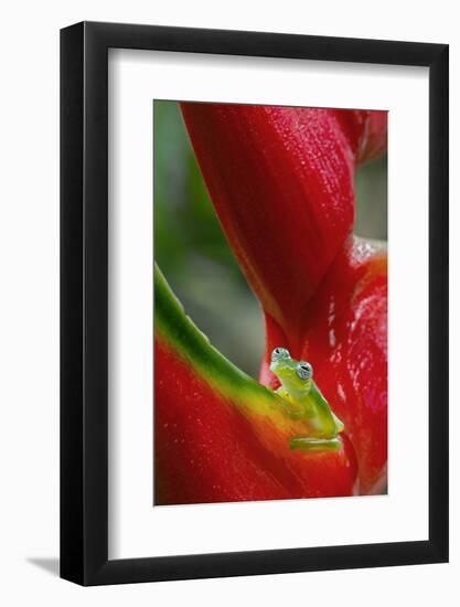 Ghost Glass Frog, Costa Rica-Adam Jones-Framed Photographic Print