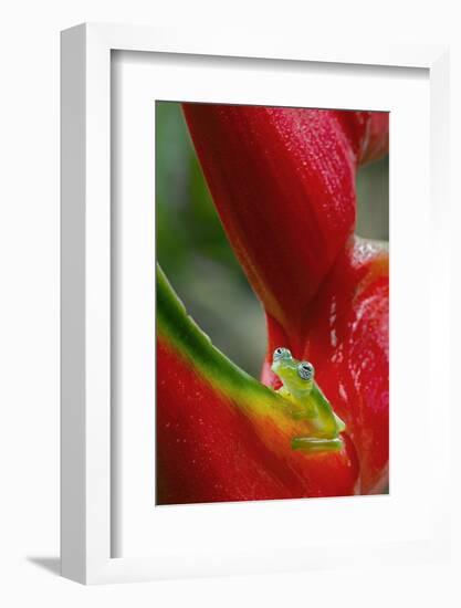 Ghost Glass Frog, Costa Rica-Adam Jones-Framed Photographic Print