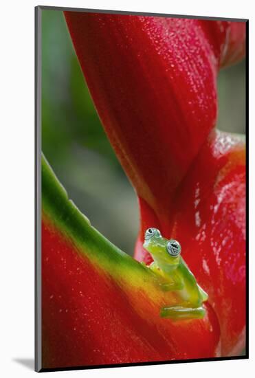 Ghost Glass Frog, Costa Rica-Adam Jones-Mounted Photographic Print