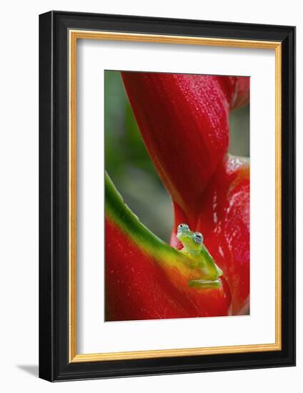 Ghost Glass Frog, Costa Rica-Adam Jones-Framed Photographic Print