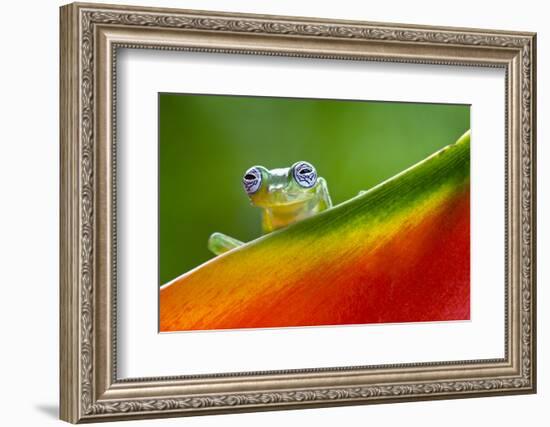 Ghost Glass Frog, Costa Rica-Adam Jones-Framed Photographic Print