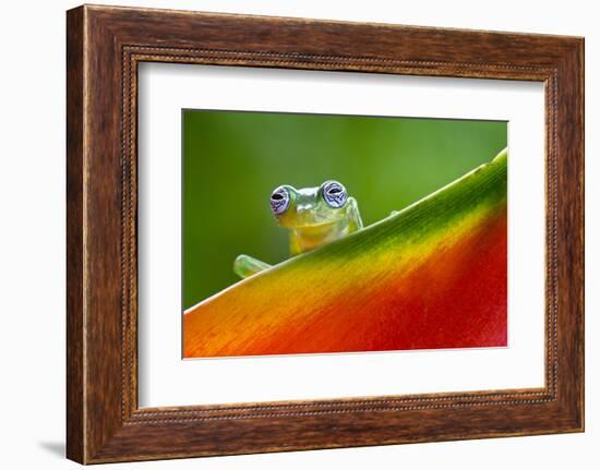 Ghost Glass Frog, Costa Rica-Adam Jones-Framed Photographic Print