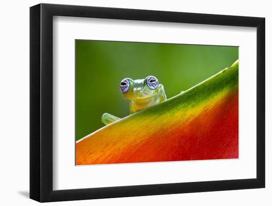 Ghost Glass Frog, Costa Rica-Adam Jones-Framed Photographic Print