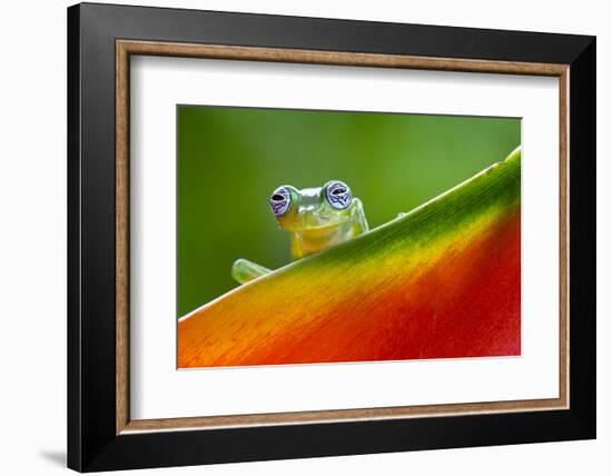 Ghost Glass Frog, Costa Rica-Adam Jones-Framed Photographic Print