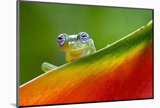 Ghost Glass Frog, Costa Rica-Adam Jones-Mounted Photographic Print