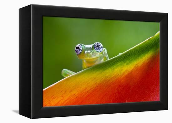 Ghost Glass Frog, Costa Rica-Adam Jones-Framed Premier Image Canvas