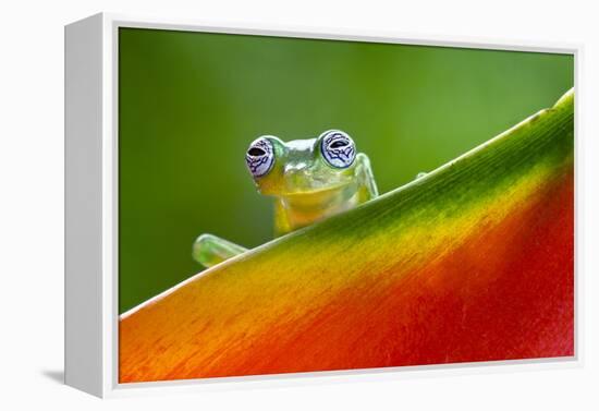 Ghost Glass Frog, Costa Rica-Adam Jones-Framed Premier Image Canvas