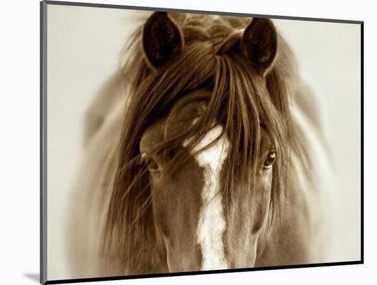 Ghost Horse-Lisa Dearing-Mounted Photographic Print