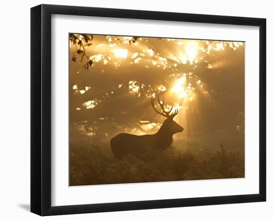 Ghost of the Forest-Greg Morgan-Framed Photographic Print