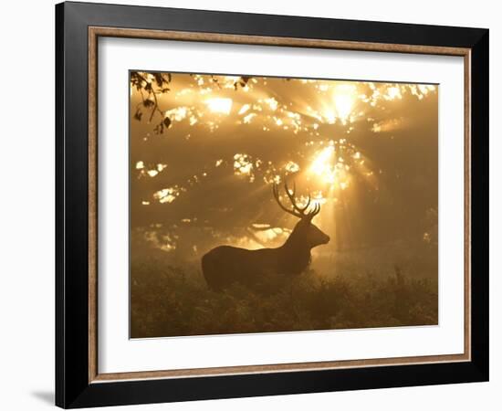 Ghost of the Forest-Greg Morgan-Framed Photographic Print