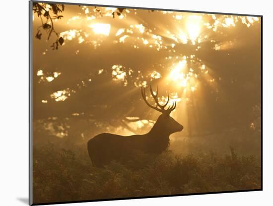 Ghost of the Forest-Greg Morgan-Mounted Photographic Print