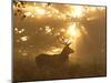 Ghost of the Forest-Greg Morgan-Mounted Photographic Print