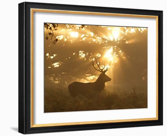 Ghost of the Forest-Greg Morgan-Framed Photographic Print