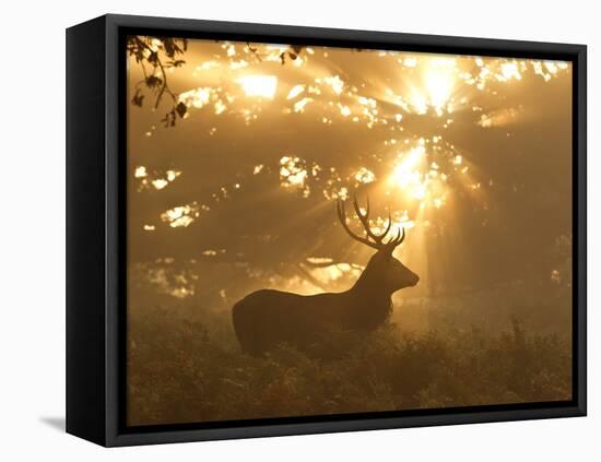 Ghost of the Forest-Greg Morgan-Framed Premier Image Canvas