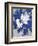 Ghost Orchid 1-Ivo-Framed Art Print