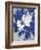 Ghost Orchid 1-Ivo-Framed Art Print