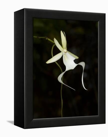 Ghost Orchid in Bloom, Polyrrhiza Lindenii, Florida, USA-Maresa Pryor-Framed Premier Image Canvas