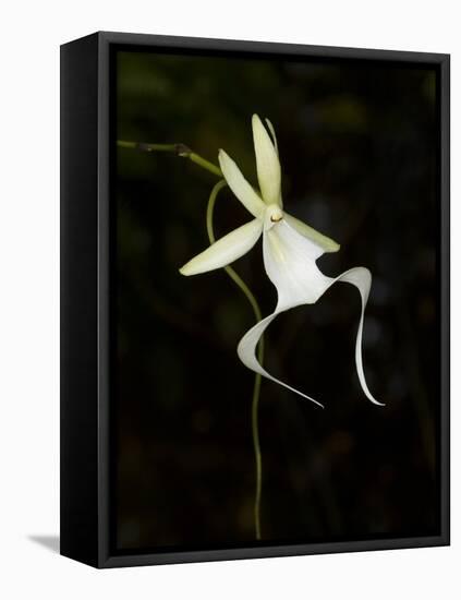 Ghost Orchid in Bloom, Polyrrhiza Lindenii, Florida, USA-Maresa Pryor-Framed Premier Image Canvas