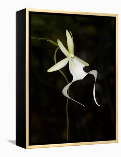 Ghost Orchid in Bloom, Polyrrhiza Lindenii, Florida, USA-Maresa Pryor-Framed Premier Image Canvas