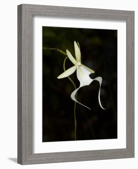 Ghost Orchid in Bloom, Polyrrhiza Lindenii, Florida, USA-Maresa Pryor-Framed Photographic Print