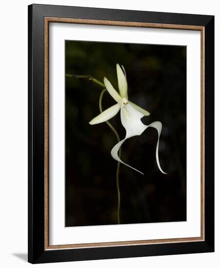 Ghost Orchid in Bloom, Polyrrhiza Lindenii, Florida, USA-Maresa Pryor-Framed Photographic Print