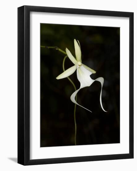 Ghost Orchid in Bloom, Polyrrhiza Lindenii, Florida, USA-Maresa Pryor-Framed Photographic Print