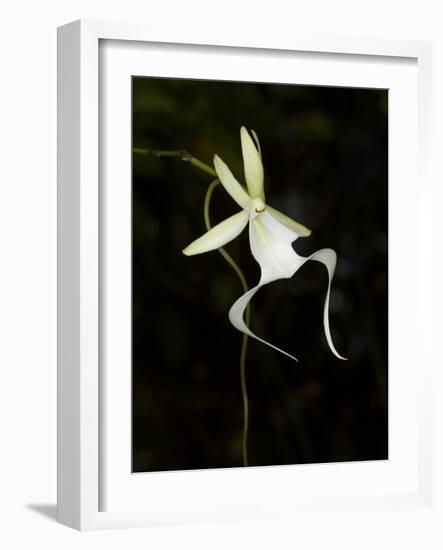 Ghost Orchid in Bloom, Polyrrhiza Lindenii, Florida, USA-Maresa Pryor-Framed Photographic Print