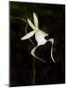 Ghost Orchid in Bloom, Polyrrhiza Lindenii, Florida, USA-Maresa Pryor-Mounted Photographic Print