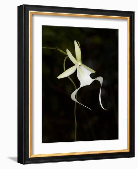 Ghost Orchid in Bloom, Polyrrhiza Lindenii, Florida, USA-Maresa Pryor-Framed Photographic Print