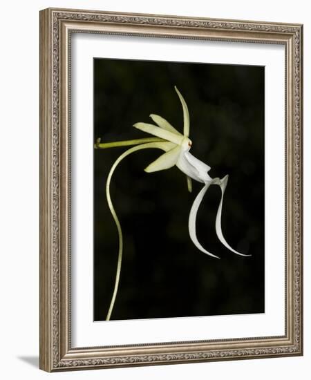 Ghost Orchid in Bloom, Polyrrhiza Lindenii, Florida, USA-Maresa Pryor-Framed Photographic Print