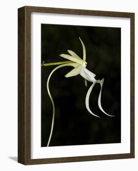 Ghost Orchid in Bloom, Polyrrhiza Lindenii, Florida, USA-Maresa Pryor-Framed Photographic Print