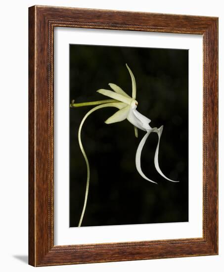 Ghost Orchid in Bloom, Polyrrhiza Lindenii, Florida, USA-Maresa Pryor-Framed Photographic Print