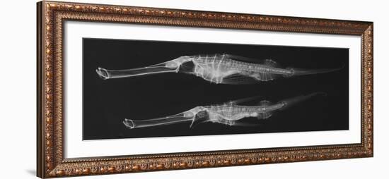 Ghost Pipefish-Sandra J. Raredon-Framed Art Print