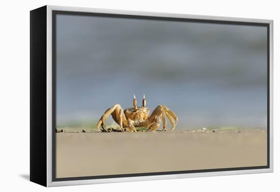 Ghost - Sand Crab (Ocypode Cursor) on Beach, Dalyan Delta, Turkey, August 2009-Zankl-Framed Premier Image Canvas