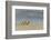 Ghost - Sand Crab (Ocypode Cursor) on Beach, Dalyan Delta, Turkey, August 2009-Zankl-Framed Photographic Print