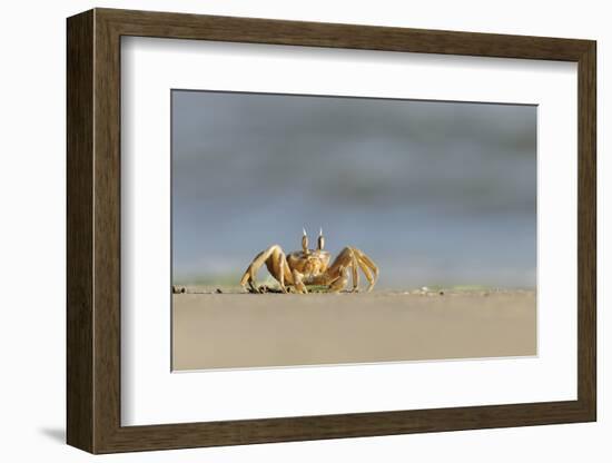 Ghost - Sand Crab (Ocypode Cursor) on Beach, Dalyan Delta, Turkey, August 2009-Zankl-Framed Photographic Print