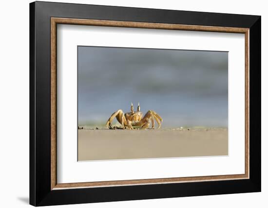 Ghost - Sand Crab (Ocypode Cursor) on Beach, Dalyan Delta, Turkey, August 2009-Zankl-Framed Photographic Print